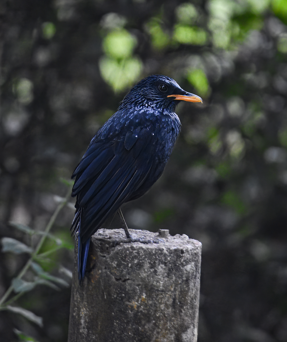 Blue Whistling-Thrush - Shahed Raiyan