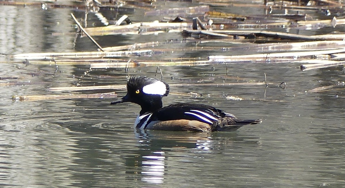 Hooded Merganser - Renee Boschert