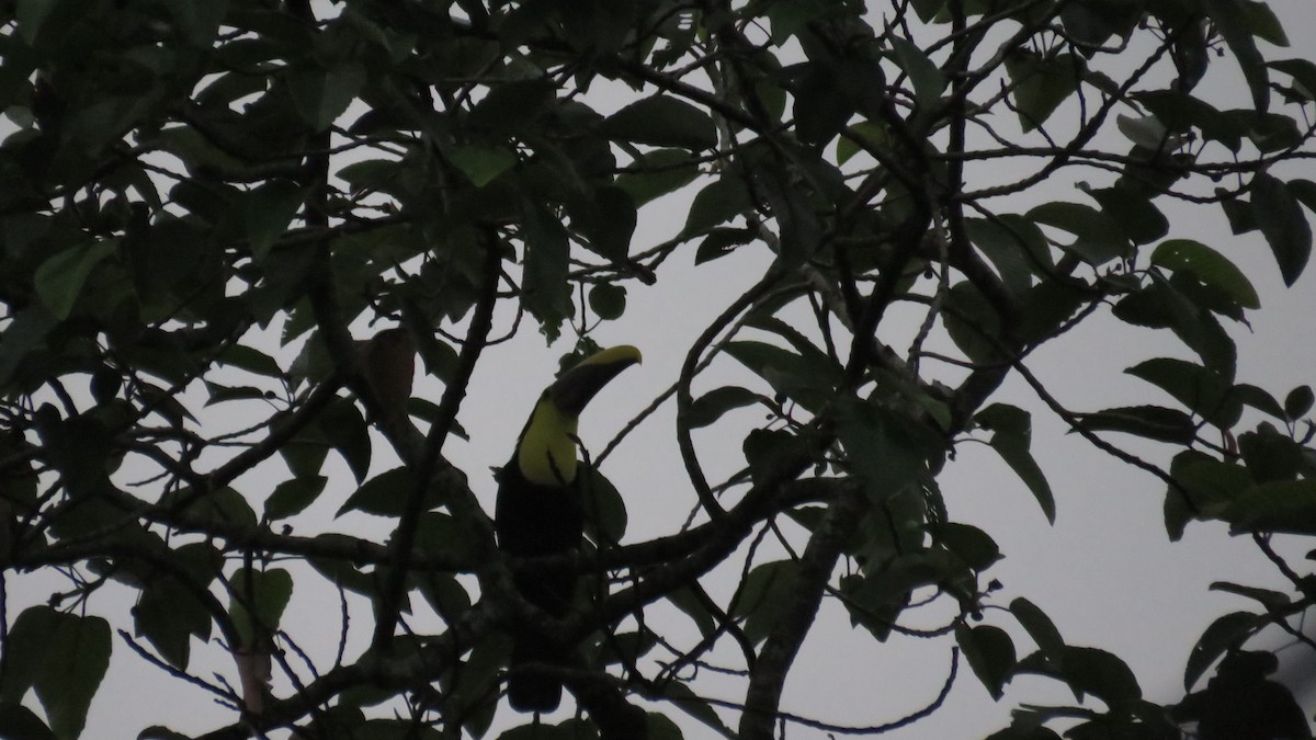 Yellow-throated Toucan - ML616636676