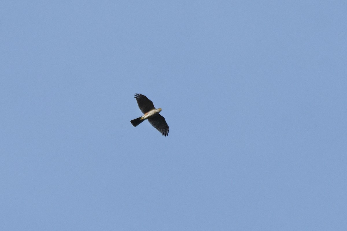 Sharp-shinned Hawk - ML616636687