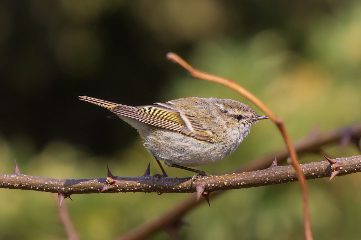 Hume's Warbler - ML616636689