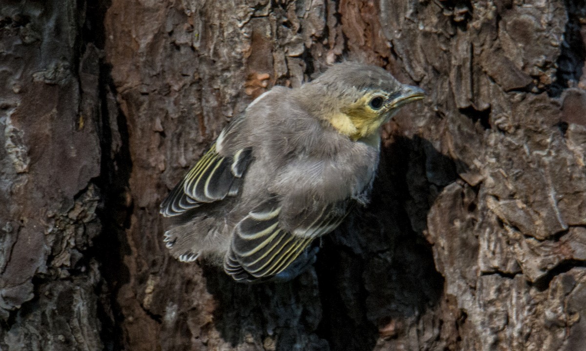 Yellow-throated Vireo - Robert Oberfelder