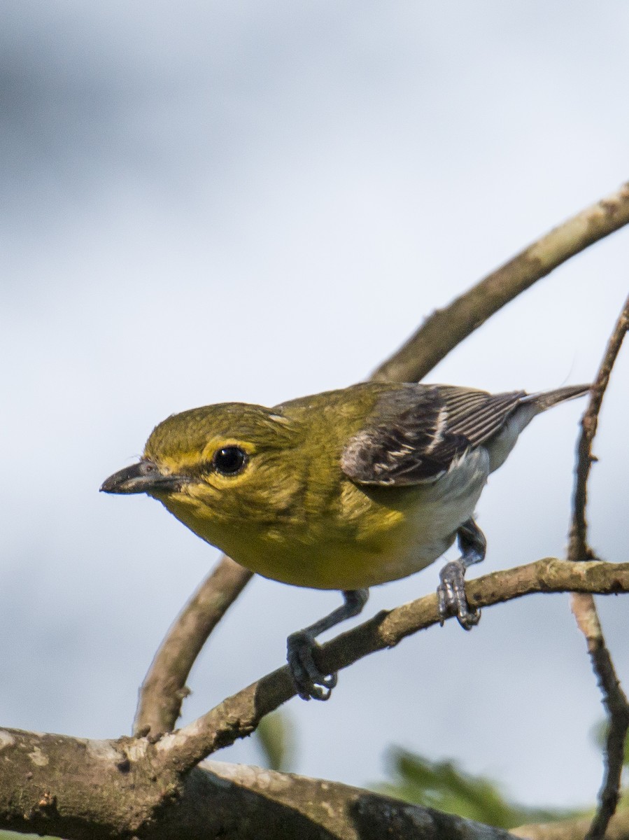 Viréo à gorge jaune - ML616636695