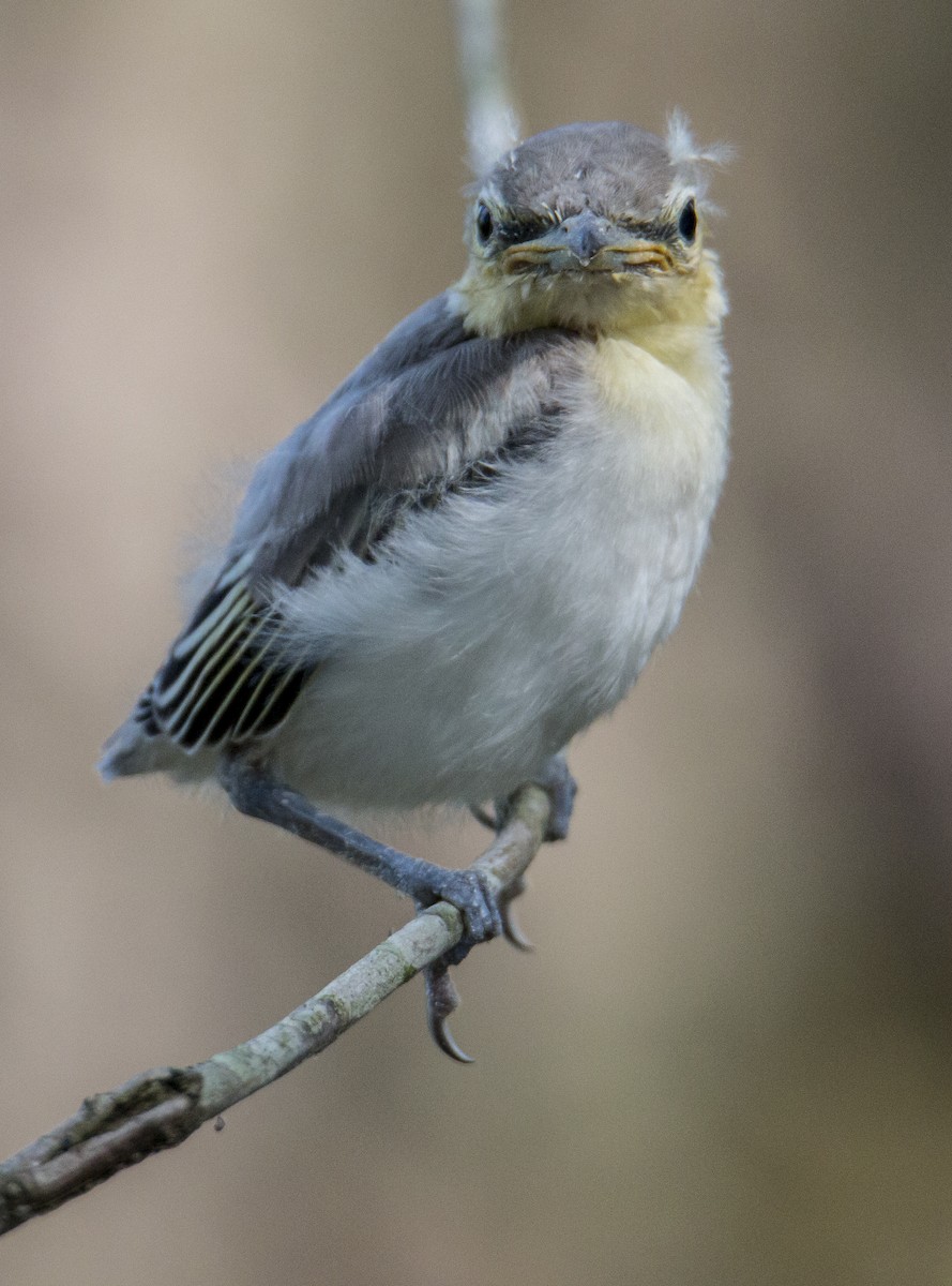 Yellow-throated Vireo - Robert Oberfelder