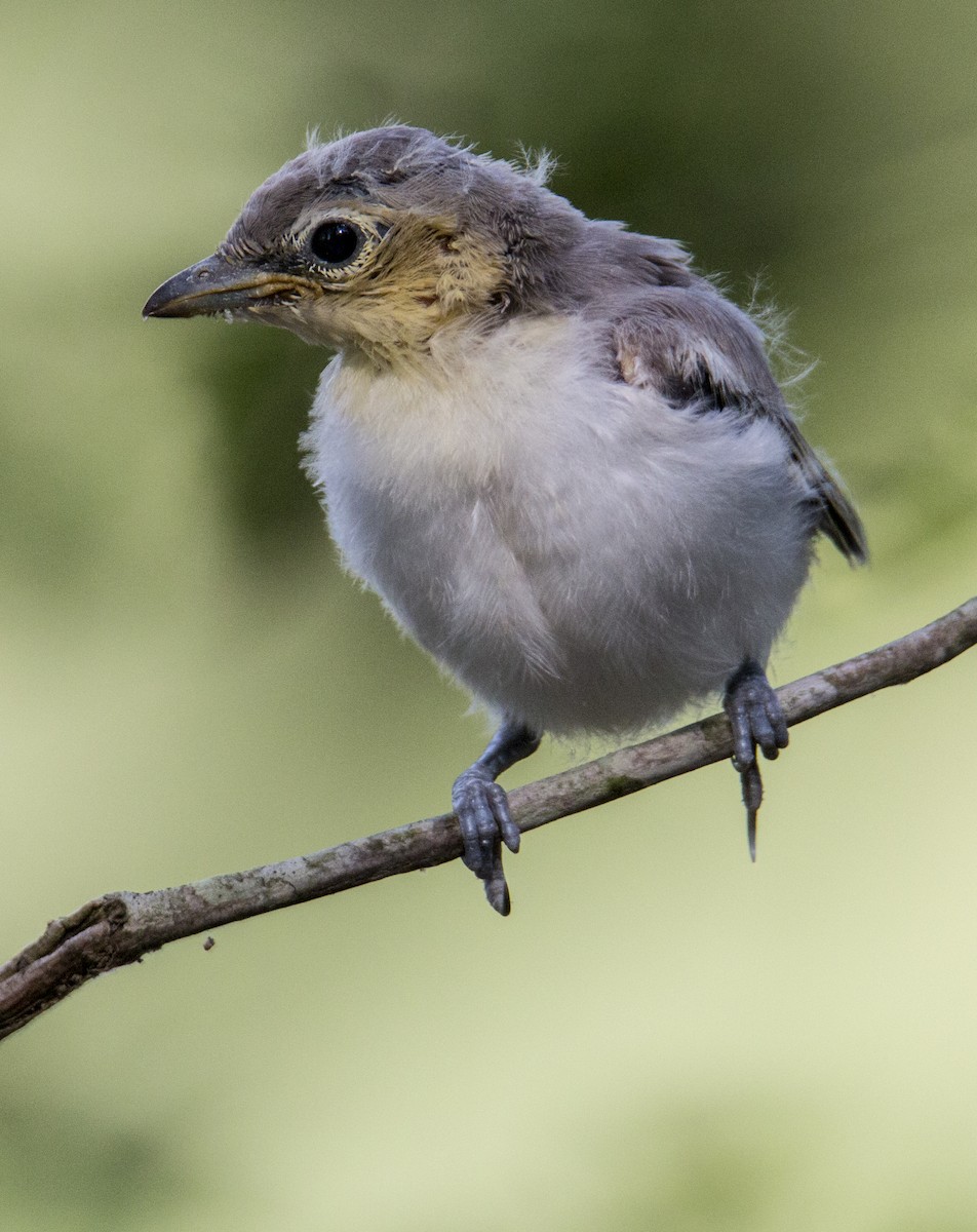 Yellow-throated Vireo - ML616636697