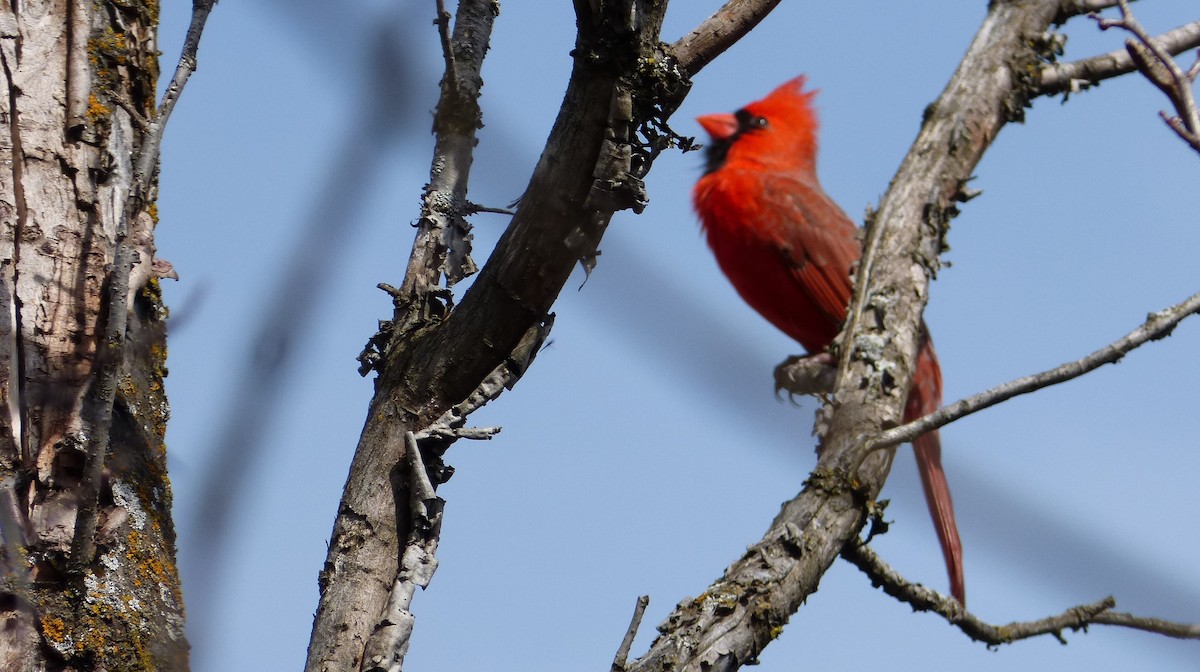 Cardinal rouge - ML616636699