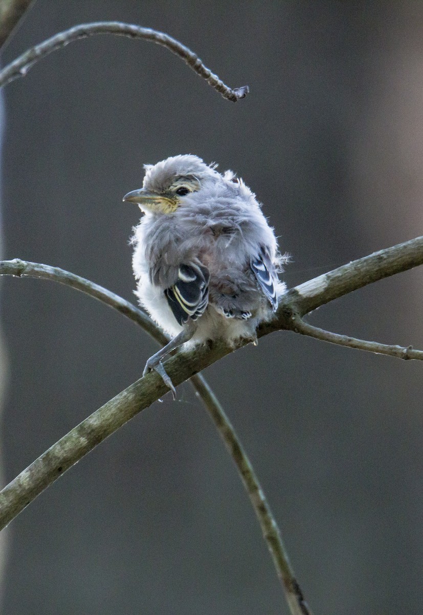 Yellow-throated Vireo - ML616636700