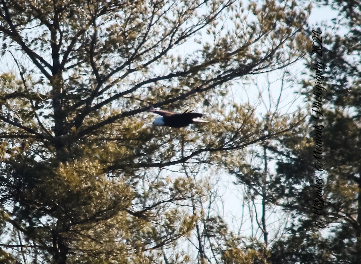 Bald Eagle - ML616636704