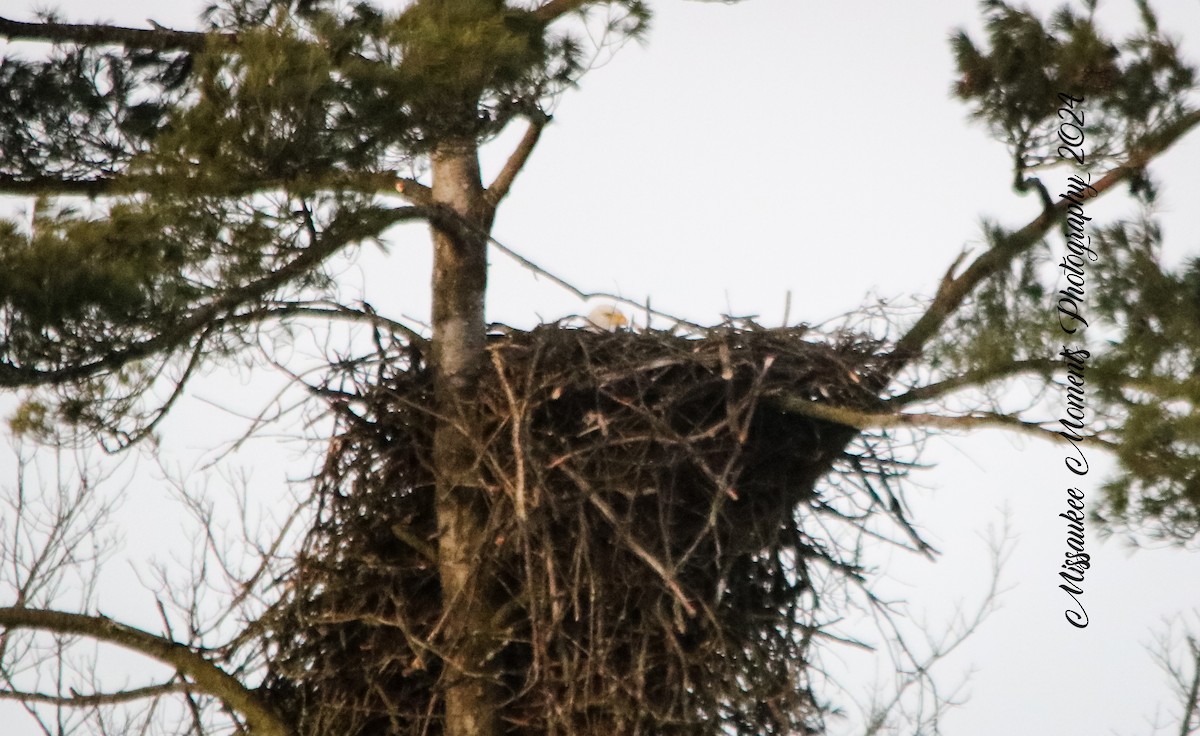 Bald Eagle - ML616636705