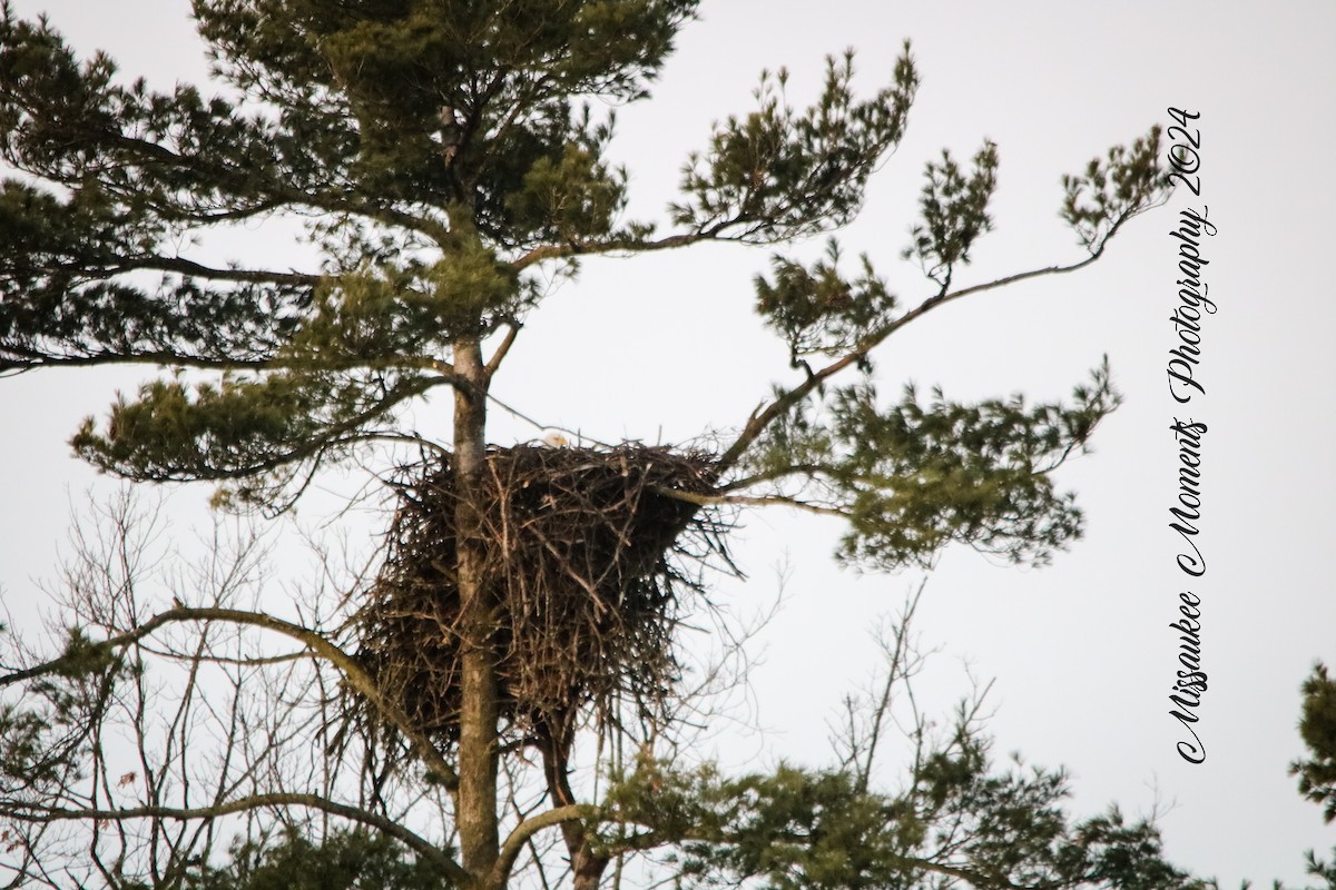 Bald Eagle - ML616636708