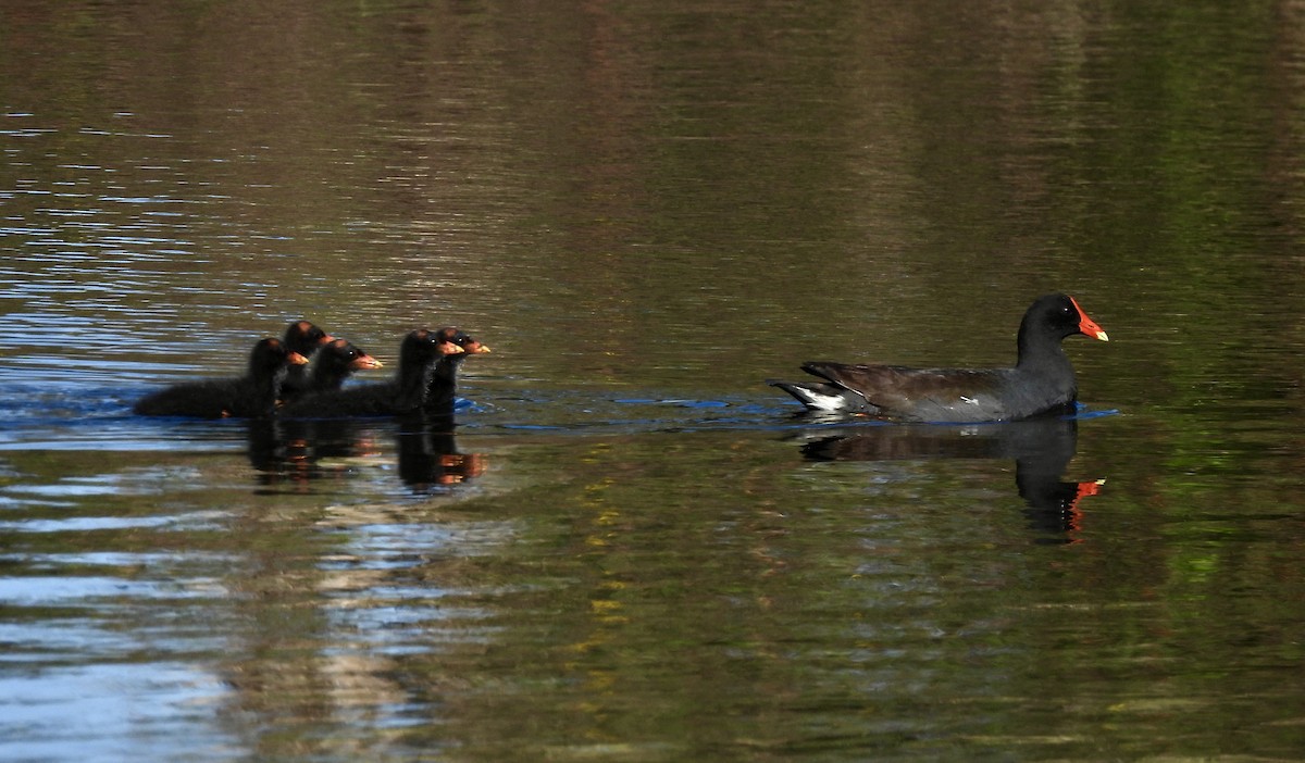 Common Gallinule - ML616636712
