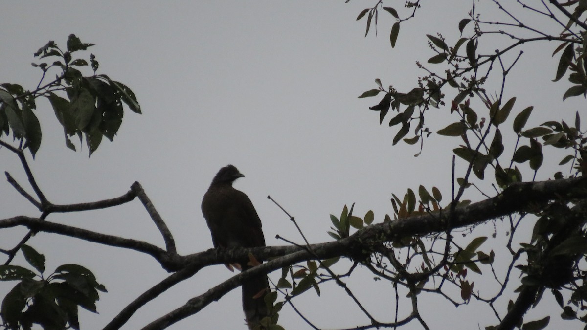 Gray-headed Chachalaca - ML616636713