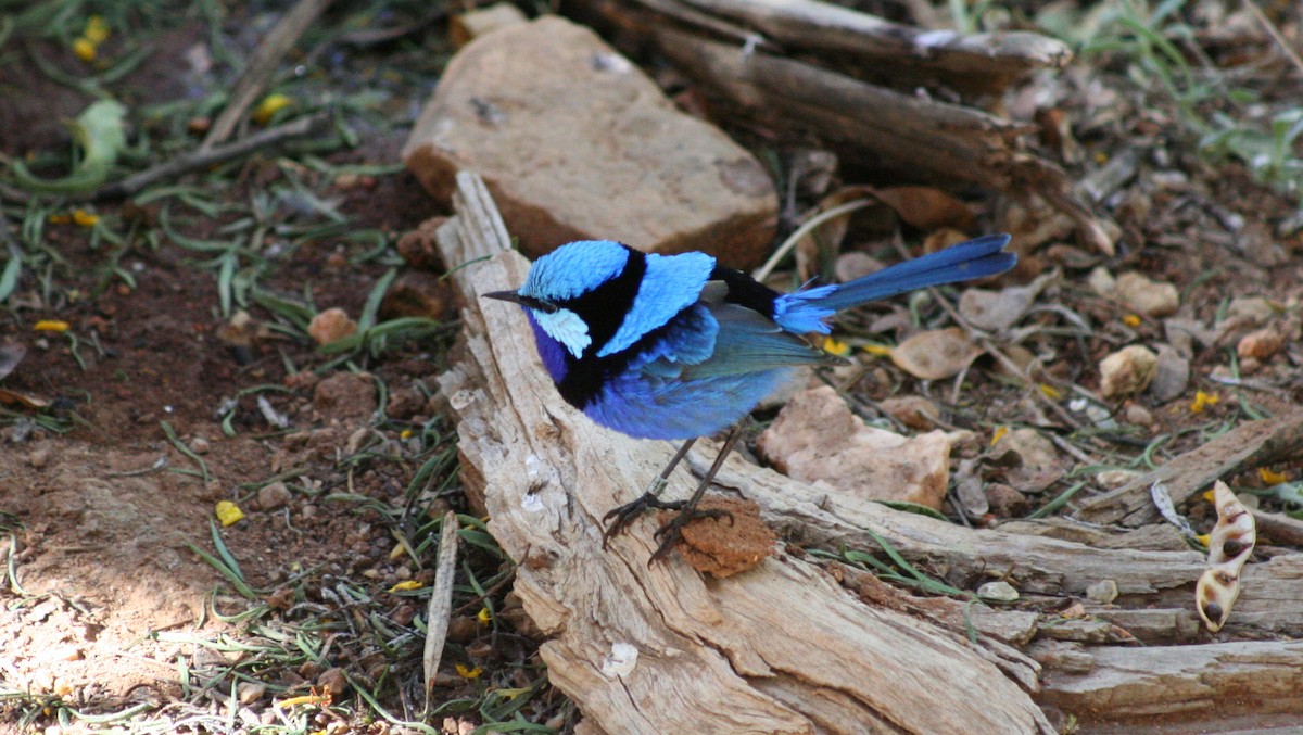 Splendid Fairywren - ML616636741