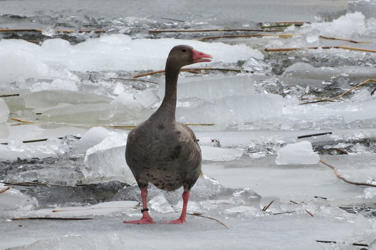 Graylag Goose - ML616636751