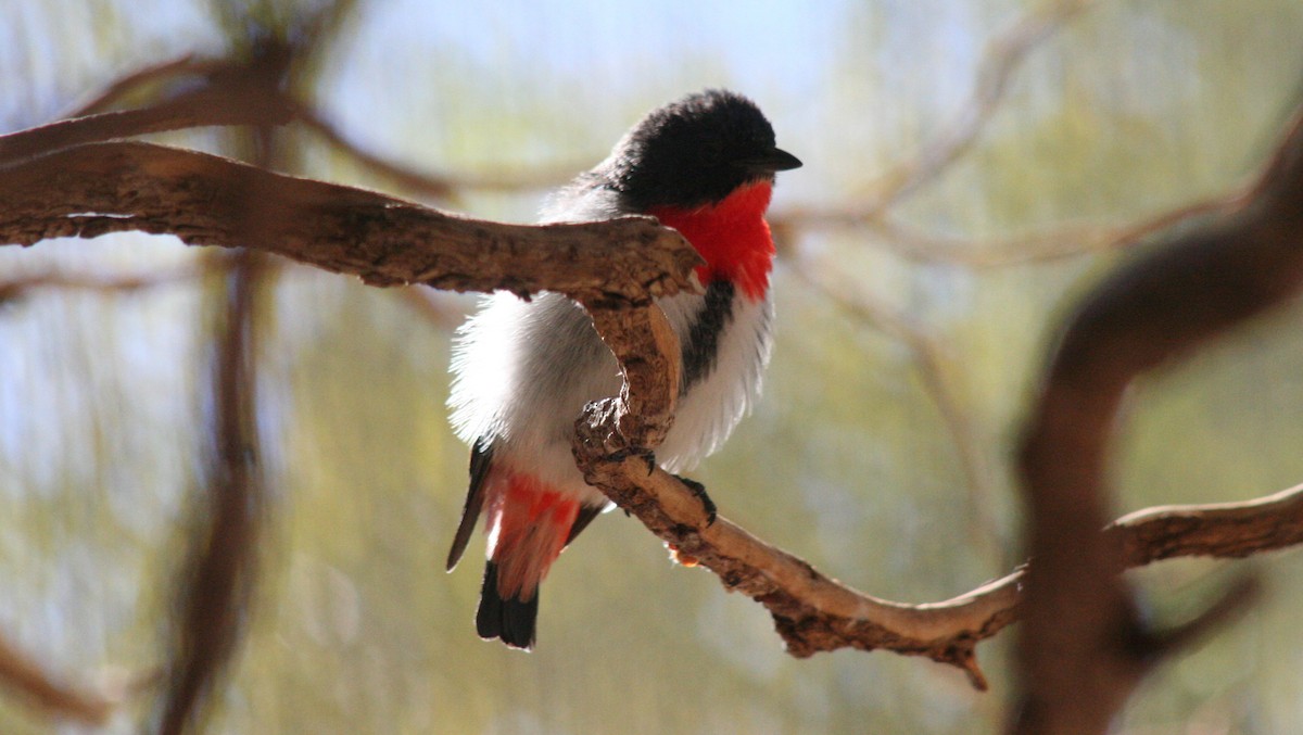 Mistletoebird - ML616636754