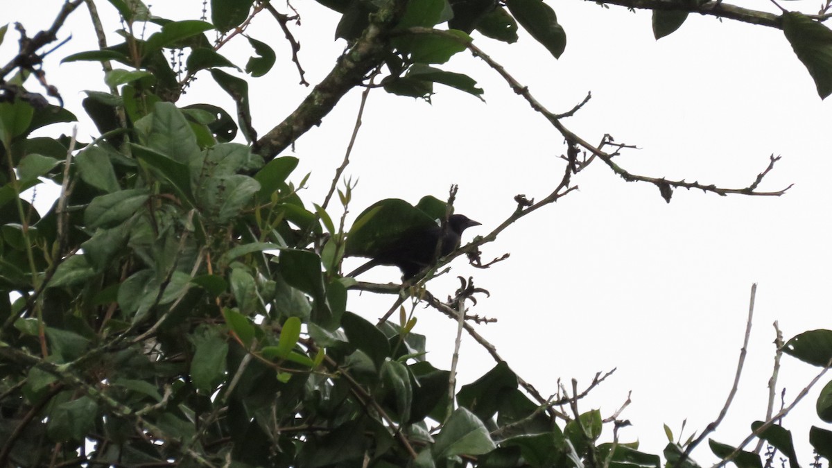 Melodious Blackbird - ML616636765