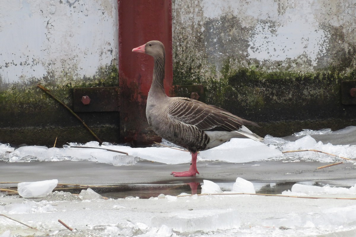 Graylag Goose - ML616636770