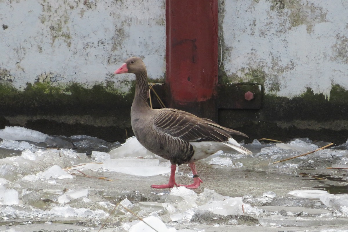 Graylag Goose - Antonina V