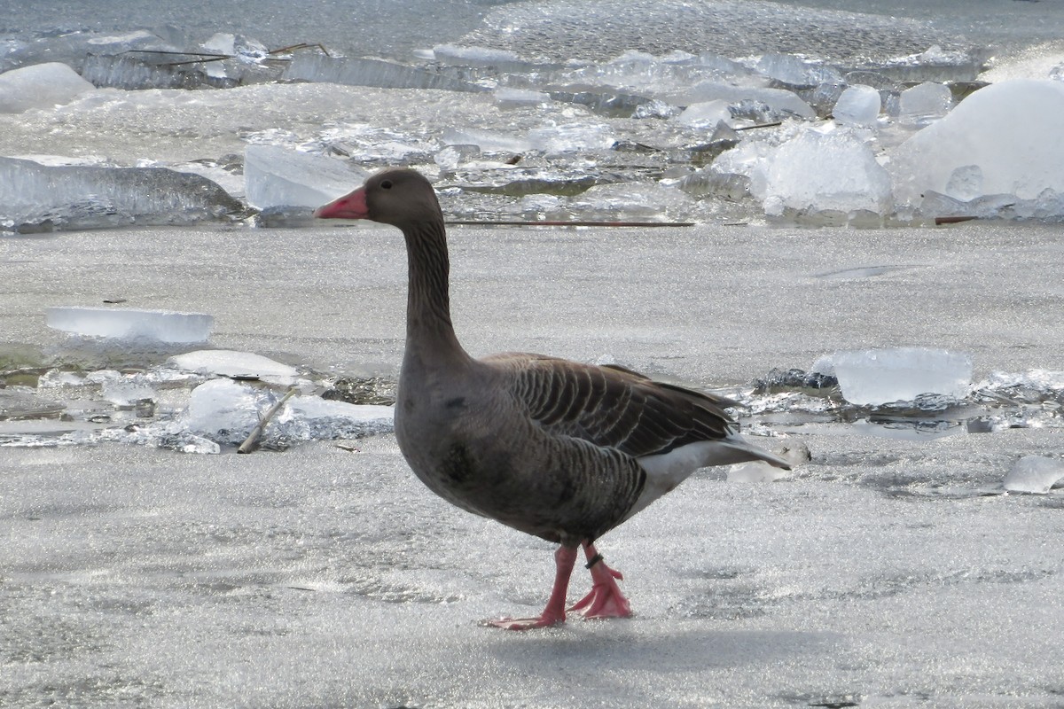 Graylag Goose - ML616636795