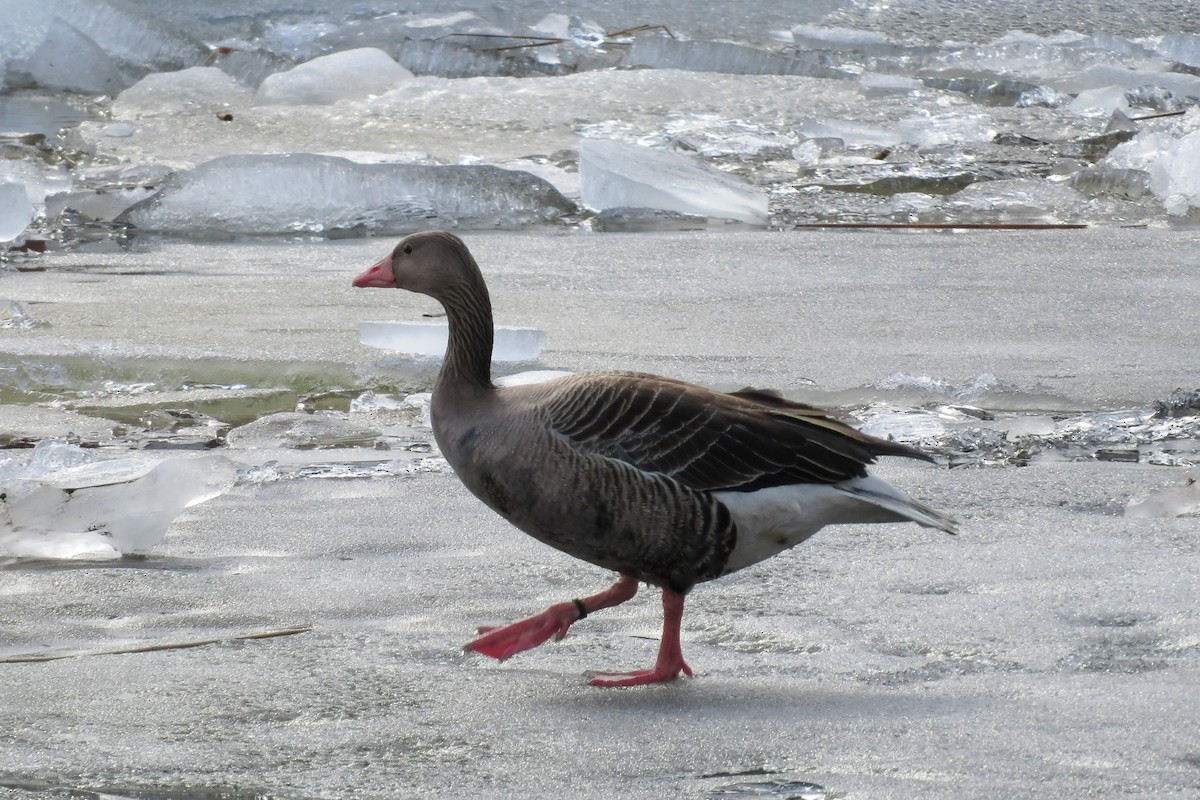 Graylag Goose - ML616636799