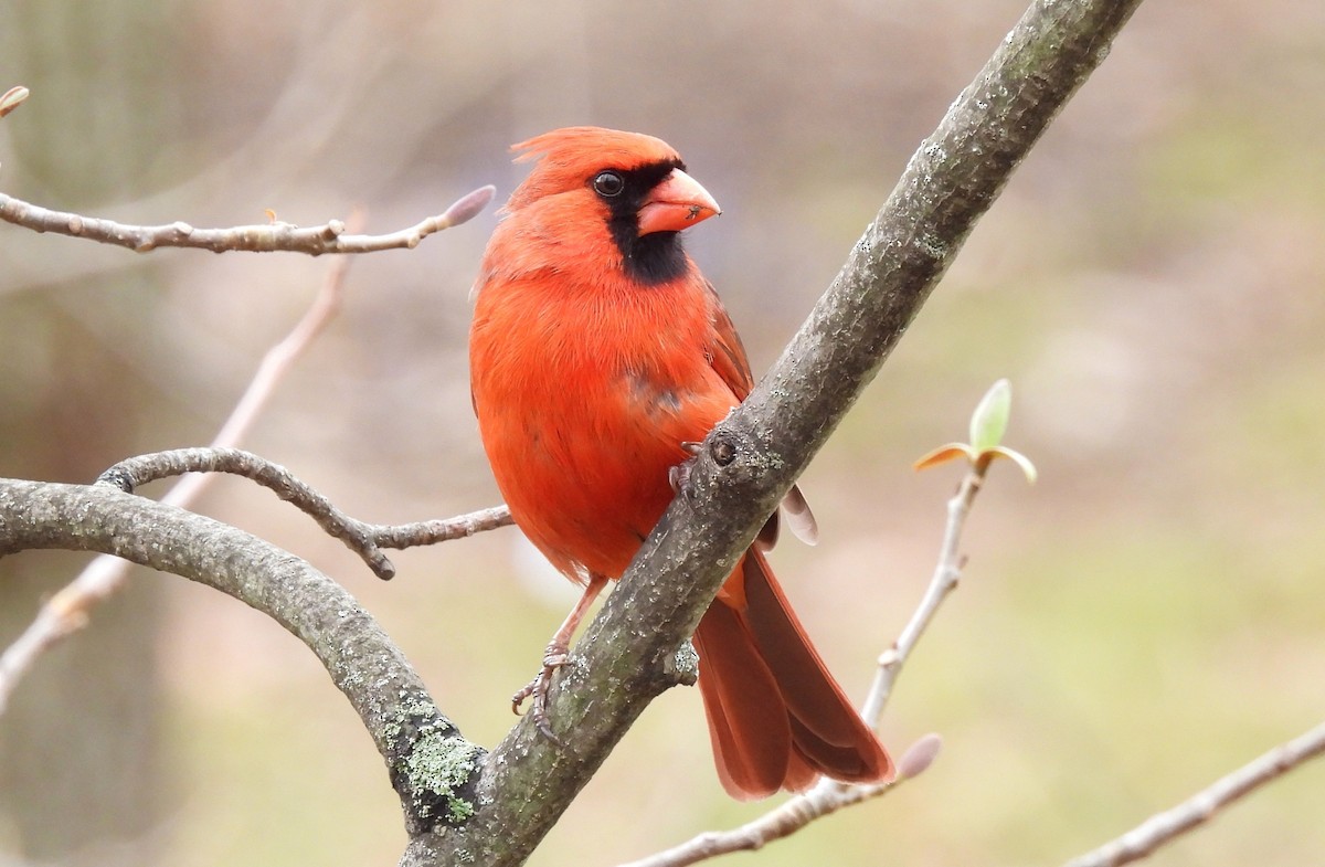 Northern Cardinal - Cristina Hartshorn