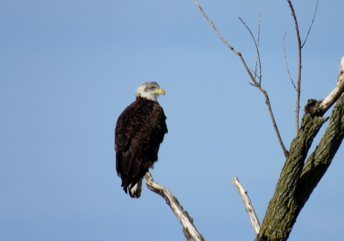 Bald Eagle - Anne Moretti