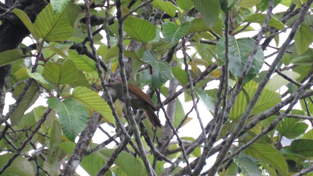 Golden-olive Woodpecker - ML616636892