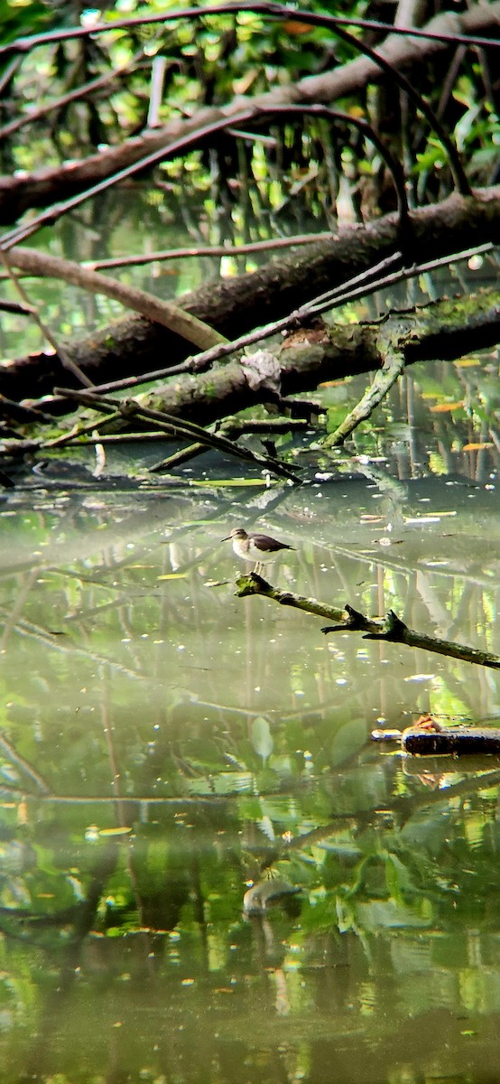 Common Sandpiper - Octavianti Puspita