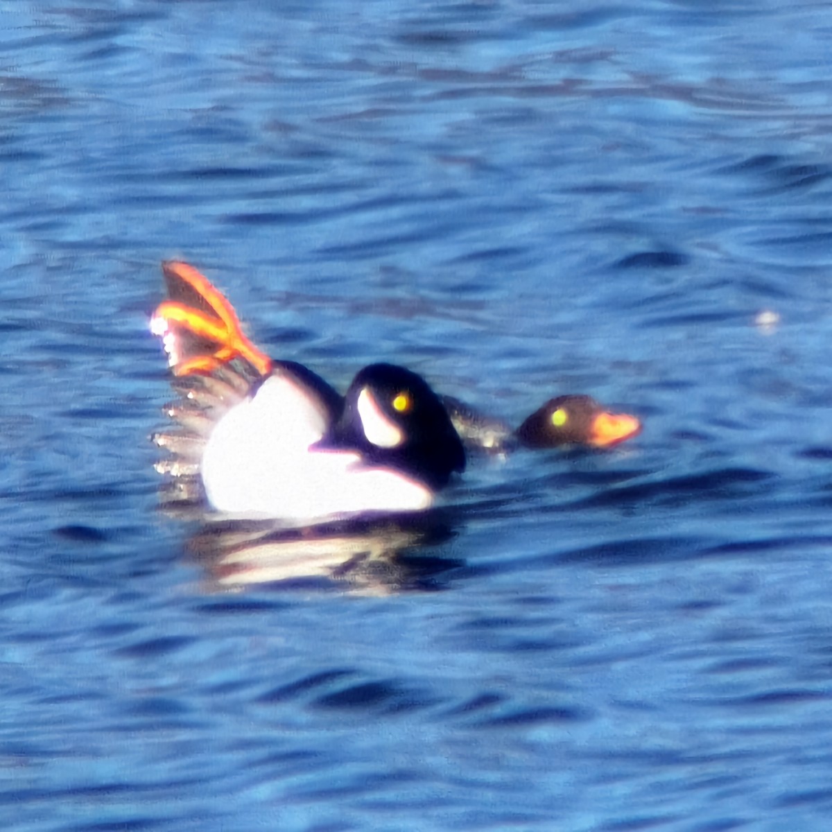 Barrow's Goldeneye - BT Bantle