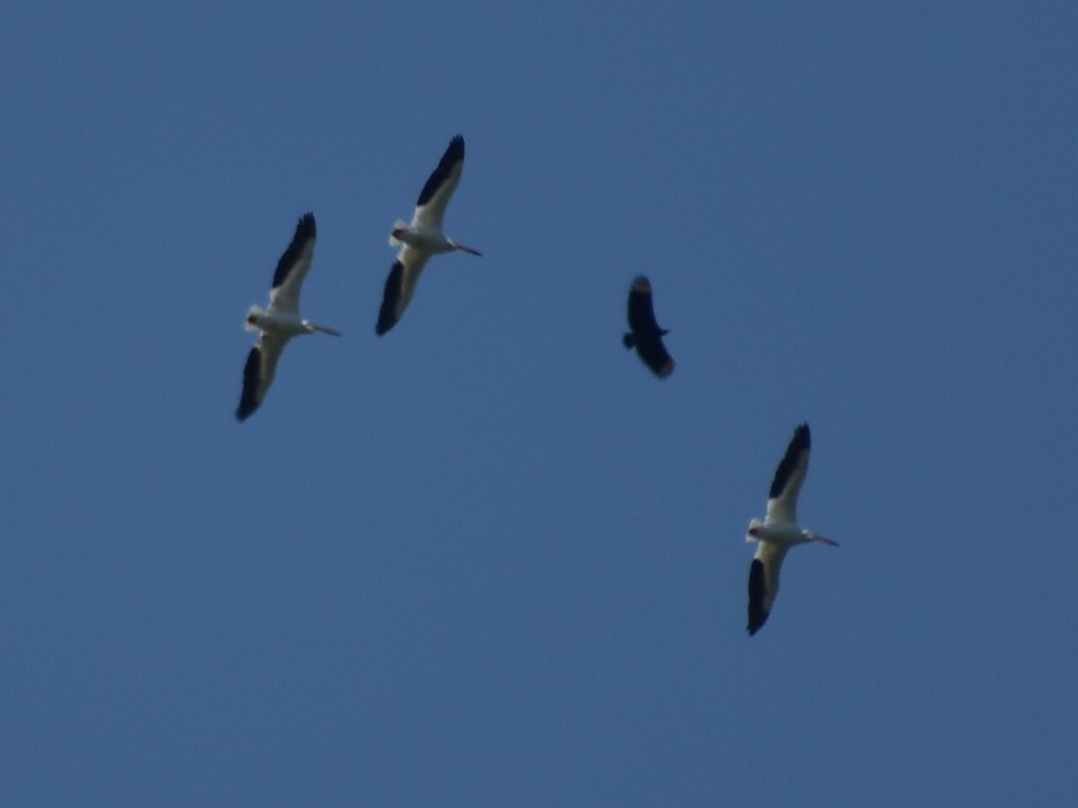 pelikán severoamerický - ML616636904