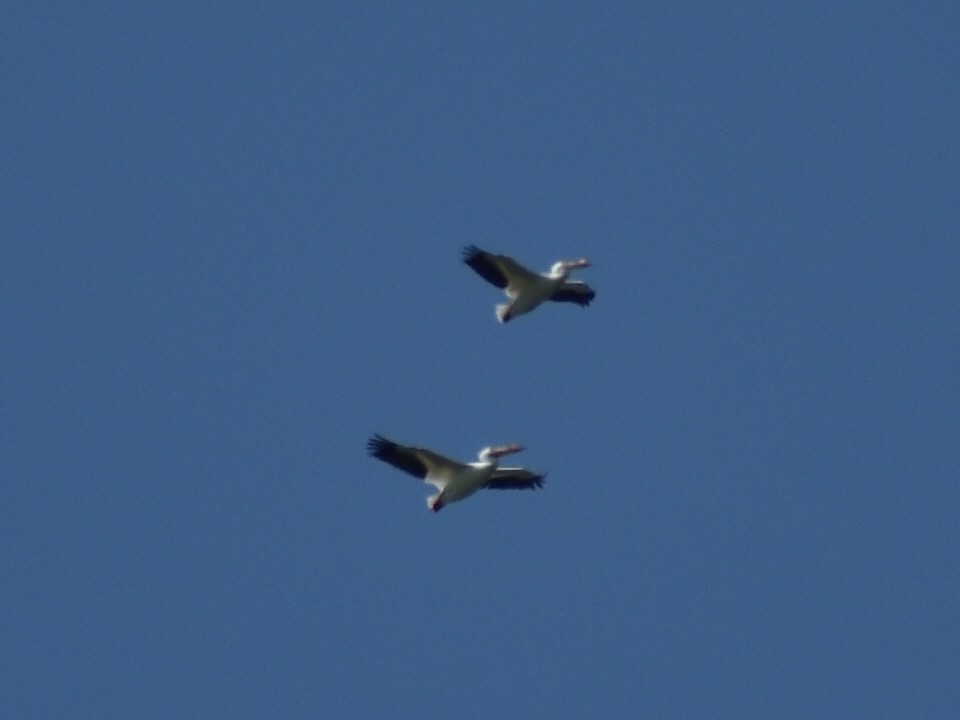 American White Pelican - ML616636921