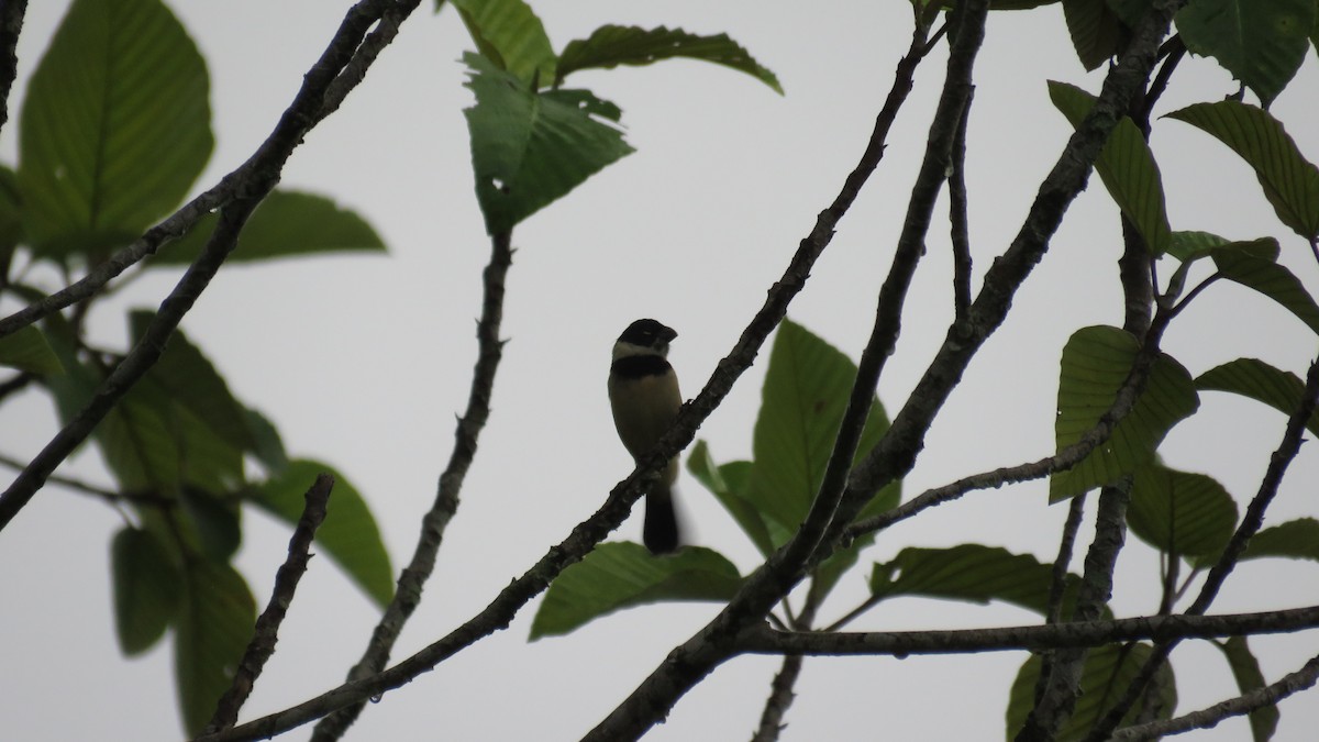 Morelet's Seedeater - ML616636936