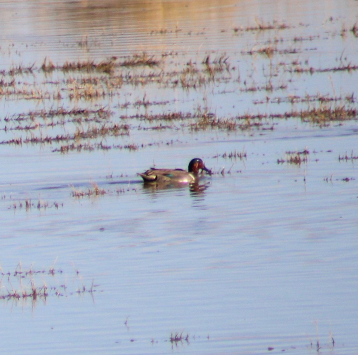 Green-winged Teal - ML616636949