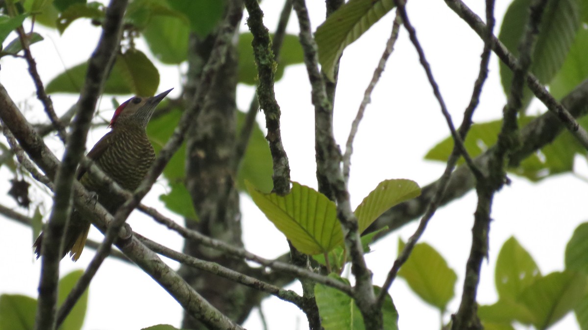Golden-olive Woodpecker - ML616636954