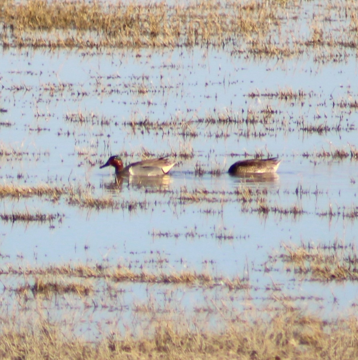 Green-winged Teal - ML616636955