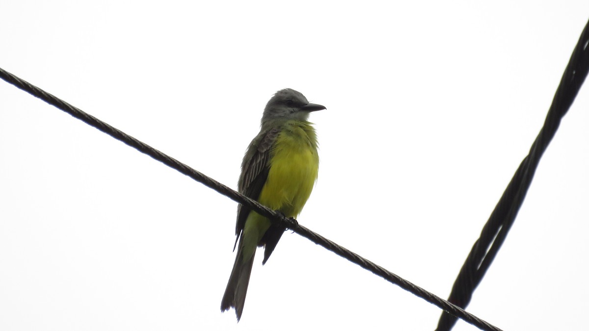 Tropical Kingbird - ML616636965