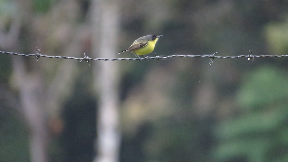 Common Tody-Flycatcher - ML616636974
