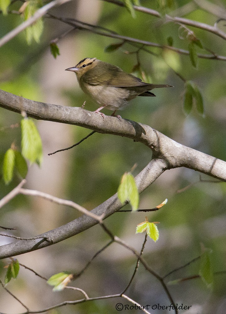 Paruline vermivore - ML616636982