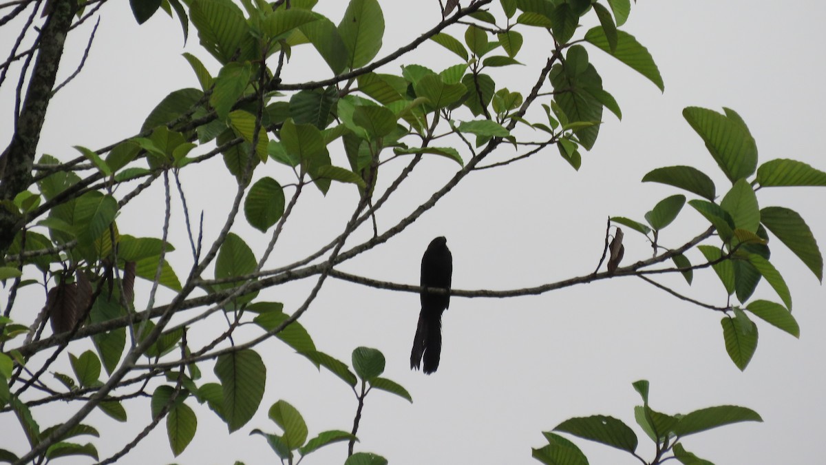 Groove-billed Ani - ML616636983