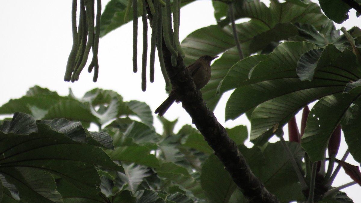 Clay-colored Thrush - ML616637026