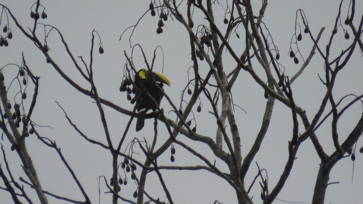 Yellow-throated Toucan - ML616637045