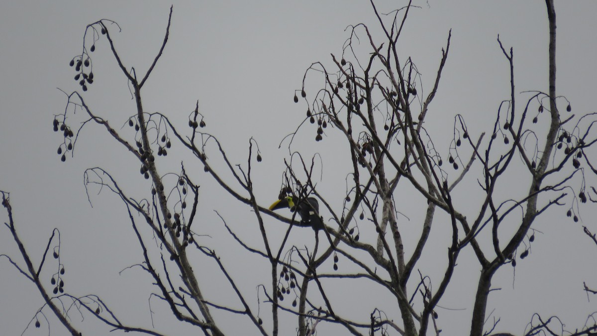 Yellow-throated Toucan - ML616637053