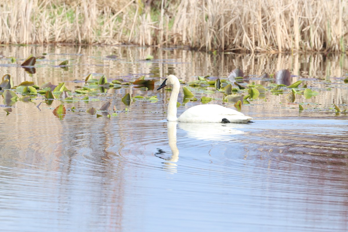 Trumpeter Swan - Mike Farnworth