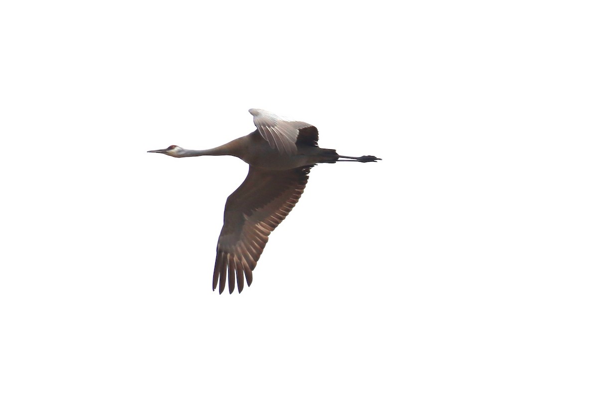 Sandhill Crane - Mike Farnworth