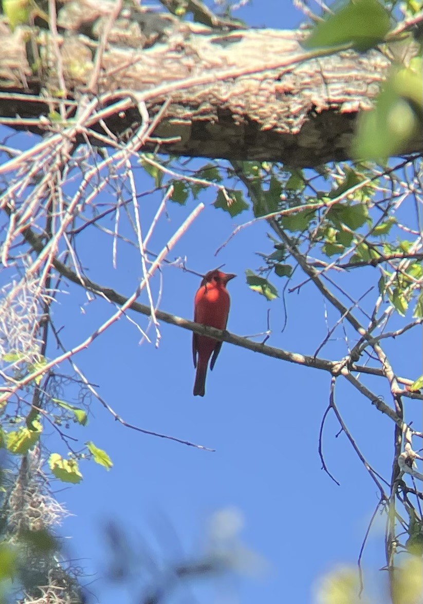 Summer Tanager - Patrick Blank