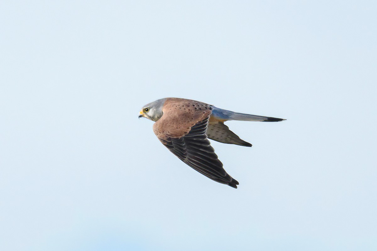 Eurasian Kestrel - ML616637099