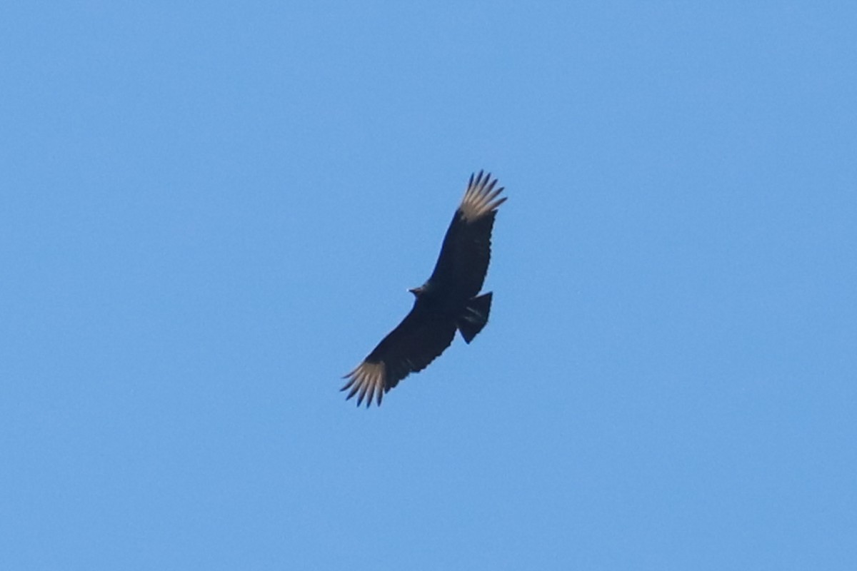 Black Vulture - ML616637101
