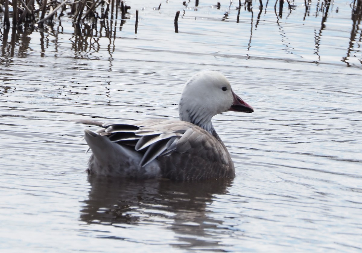 Snow Goose - ML616637116