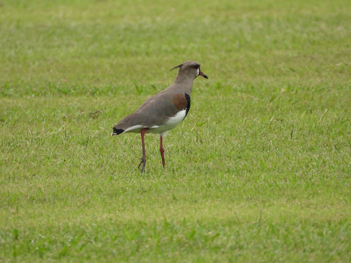 Southern Lapwing - ML616637123