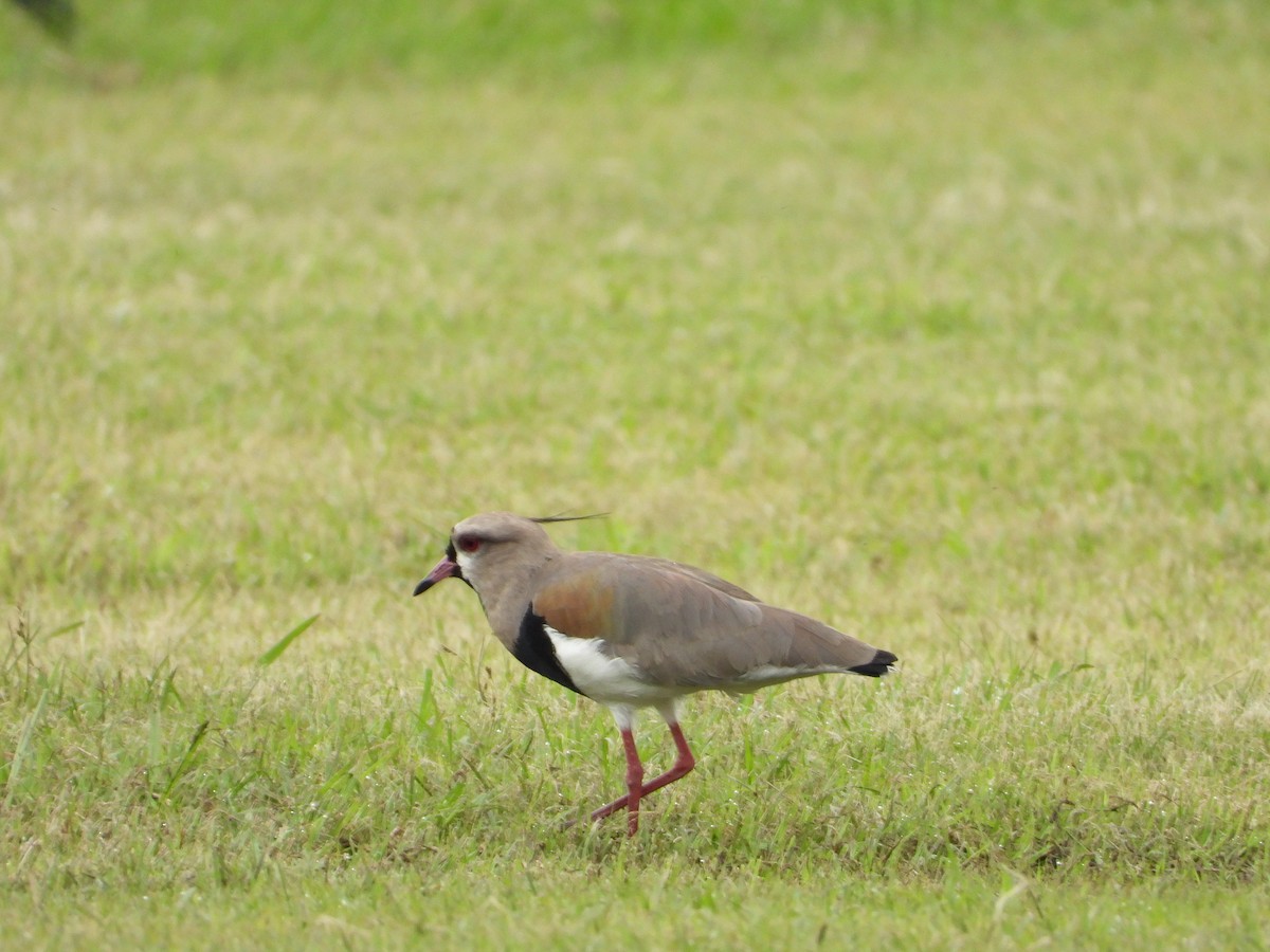 Southern Lapwing - Evan Walters